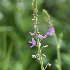 Desmodium illinoense, photograph author not stated, no rights reserved