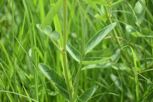 Desmodium illinoense