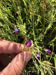 Lathyrus angulatus
