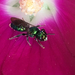 Small Carpenter Bees - Photo (c) laurenjansensimpson, some rights reserved (CC BY-NC), uploaded by laurenjansensimpson