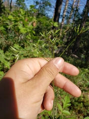Osmorhiza occidentalis