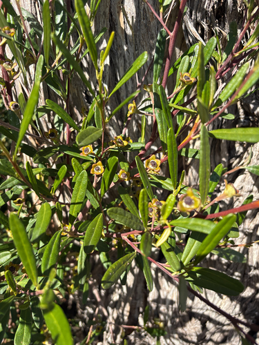 Beyeria lasiocarpa, 2026-08-04