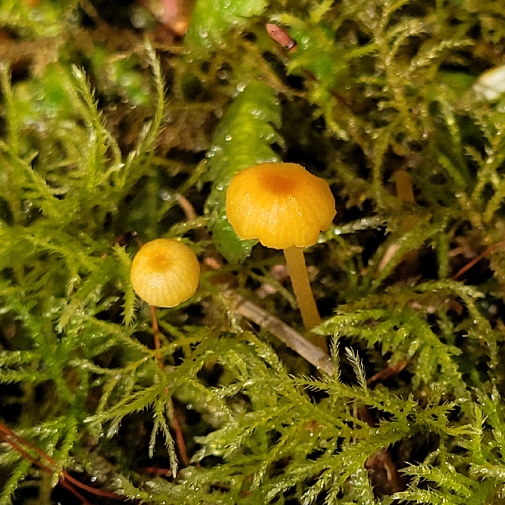 Orange Moss Navel · August 2026 · photo: Photo: (c) Kevin Krebs, some rights reserved (CC BY) · iNaturalist