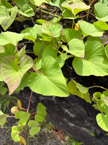 Ipomoea batatas observed 2026-08-02