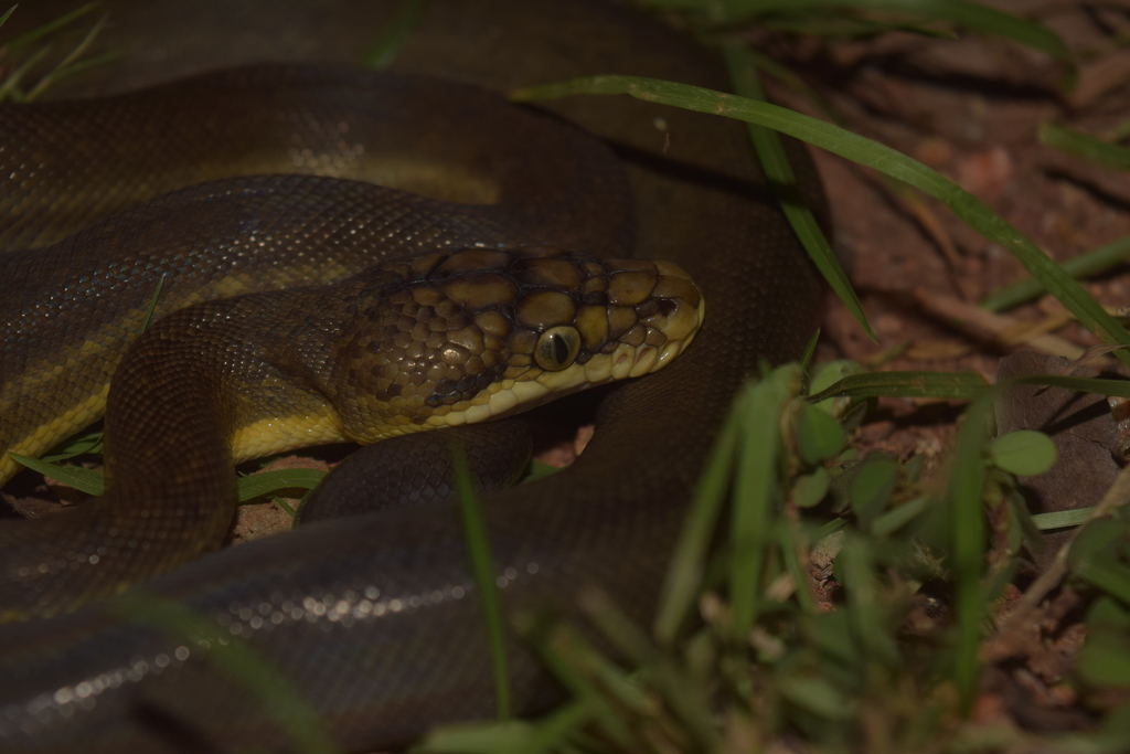 Timor Python in February 2020 by fhadlikennedi · iNaturalist