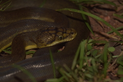 Malayopython timoriensis