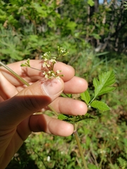 Osmorhiza occidentalis