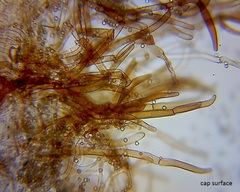 Crepidotus fuscovelutinus image