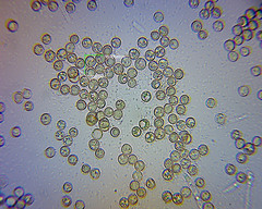 Crepidotus fuscovelutinus image