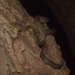 Timor Python - Photo (c) fhadlikennedi, some rights reserved (CC BY-NC), uploaded by fhadlikennedi