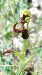 Ophrys speculum