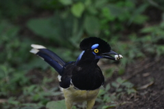 Cyanocorax chrysops