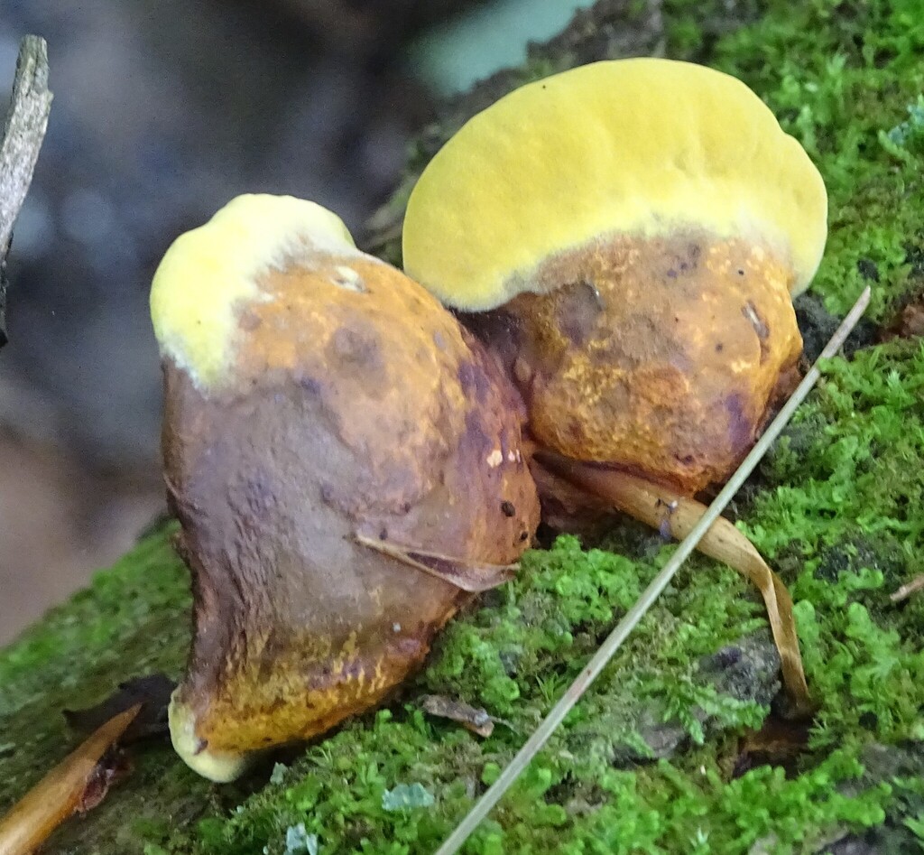Pseudomerulius curtisii