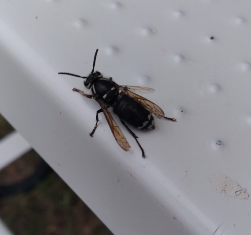 Bald-faced Hornet