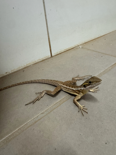 Horner's Dragon