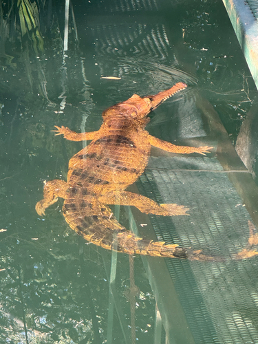 Freshwater Crocodile