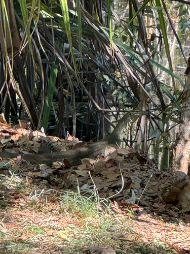 Mertens' Water Monitor