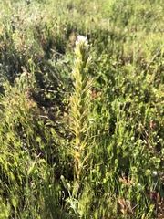Castilleja attenuata