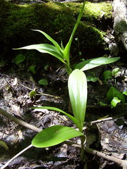 Platanthera flava