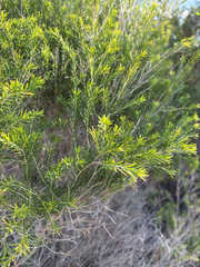 (c) Bryce Watts-Parker, some rights reserved (CC BY) Melaleuca ericifolia, photograph (c) Bryce Watts-Parker, some rights reserved (CC BY)