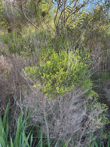 Melaleuca ericifolia, photograph 2