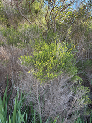 (c) Bryce Watts-Parker, some rights reserved (CC BY) Melaleuca ericifolia, photograph (c) Bryce Watts-Parker, some rights reserved (CC BY)