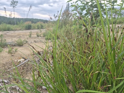 Carex houghtoniana, 2026-08-03