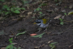 Arremon dorbignii