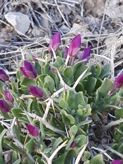 Rhinotropis subspinosa