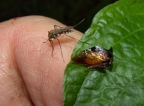 Northern Floodwater Mosquito photo 5