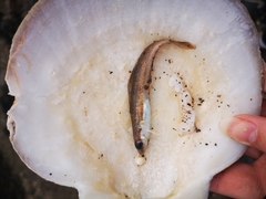 Gadiformes
