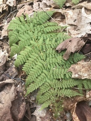 Dryopteris campyloptera