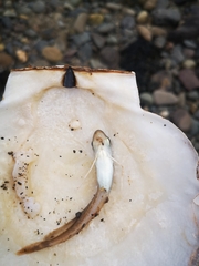 Gadiformes