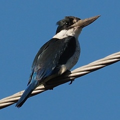 Todiramphus sordidus