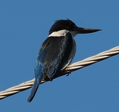 Todiramphus sordidus