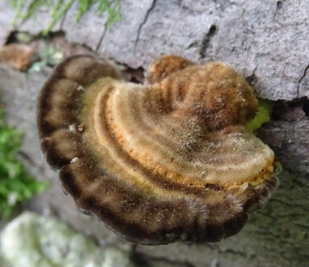 Gilled Polypore · August 2026 · photo: Photo: (c) Shirley Zundell, some rights reserved (CC BY) · iNaturalist