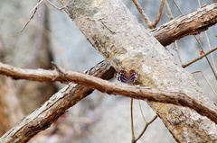 Myscelia ethusa ethusa