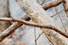 Myscelia ethusa ethusa