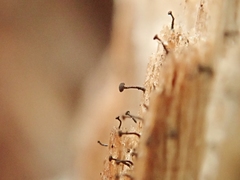 Chaenothecopsis debilis