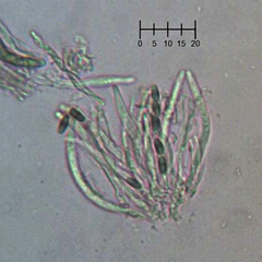 Chaenothecopsis debilis