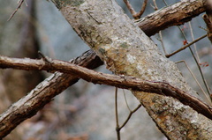 Myscelia ethusa ethusa