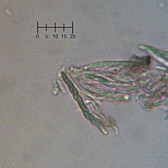 Chaenothecopsis debilis