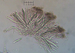 Chaenothecopsis debilis