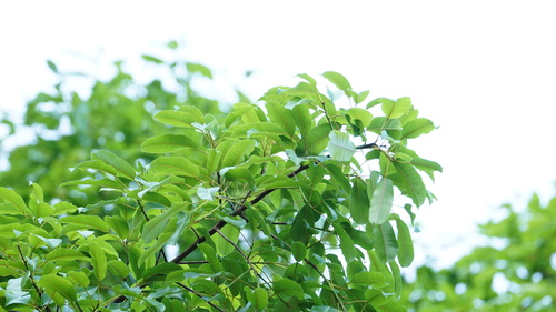 Ficus caulocarpa observed 2026-07-13