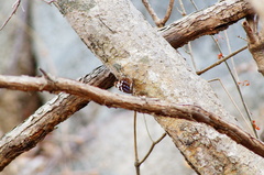 Myscelia ethusa ethusa