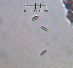 Chaenothecopsis debilis