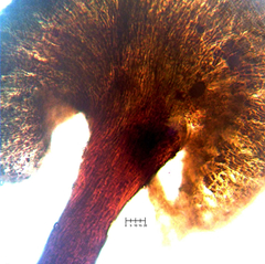 Chaenothecopsis debilis