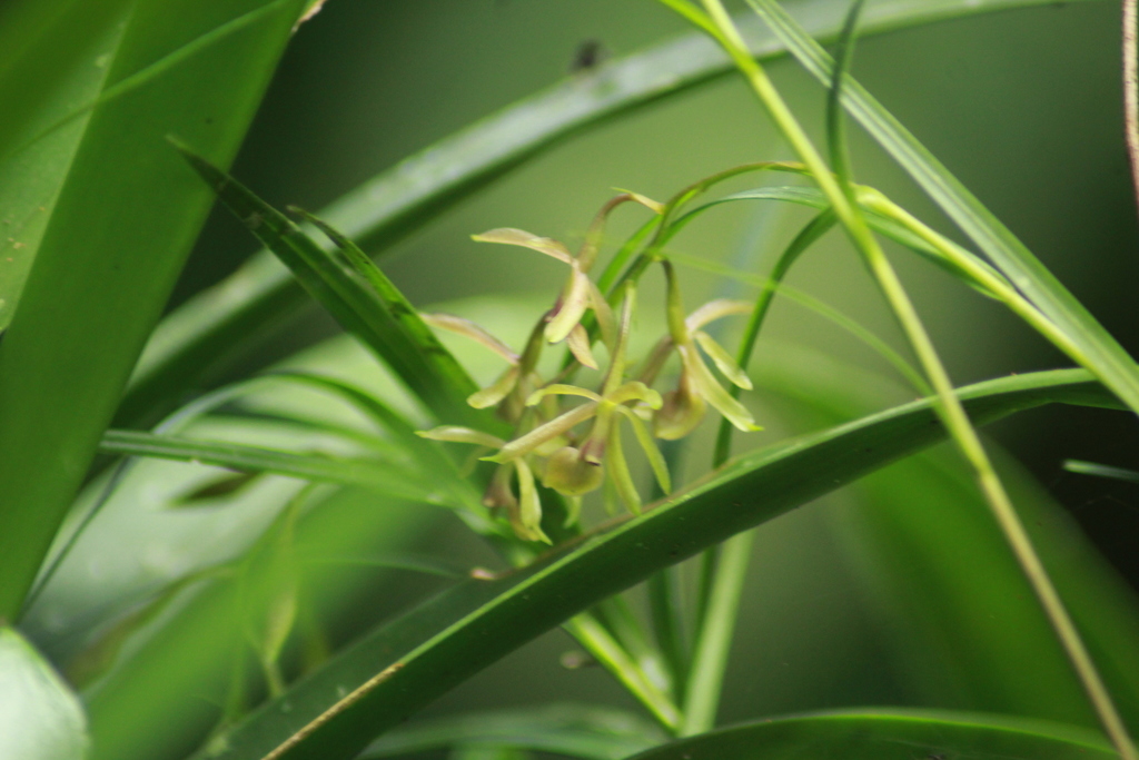 Epidendrum chloe Rchb.f. 4