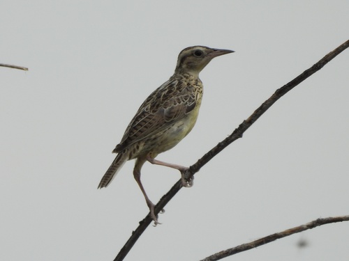 Western Meadowlark
