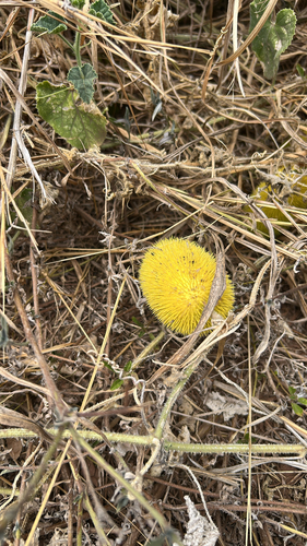 Cucumis dipsaceus observed 2026-08-03